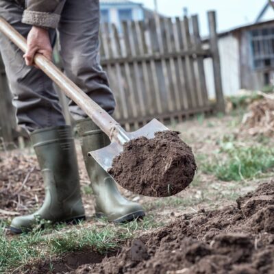 Use Cow Manure for Garden Weed Suppression