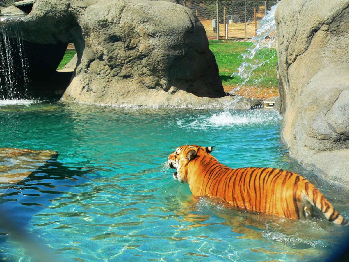 Tiger-in-pool-sm_0.jpg