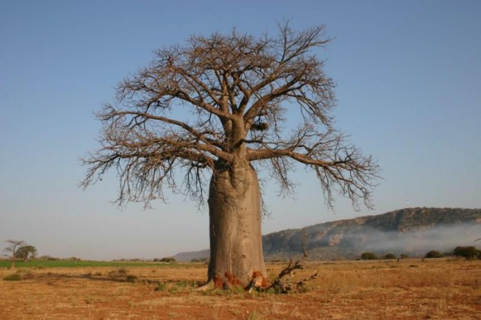 baobab4-700x466.jpg