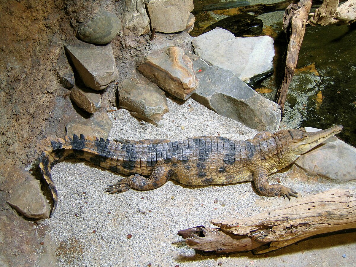 1200px-Crocodylus_cataphractus_faux-gavial_d%27Afrique2.JPG