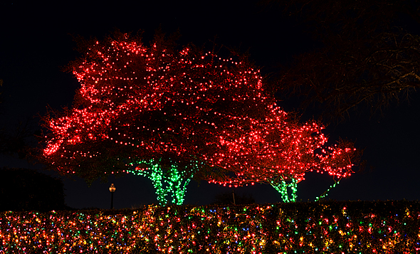 tree-with-lights-dreamstime_s_3874424.jpg