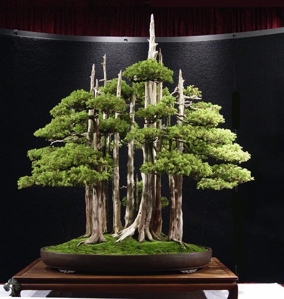 bonsai-forest.jpg