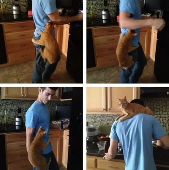 the-struggle-is-real-26-things-every-cat-owner-goes-through-1.jpg