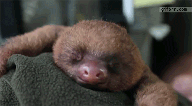 010-funny-animal-gifs-cute-baby-sloth-yawns.gif