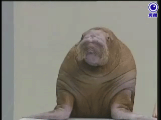 003-funny-animal-gifs-funny-walrus.gif