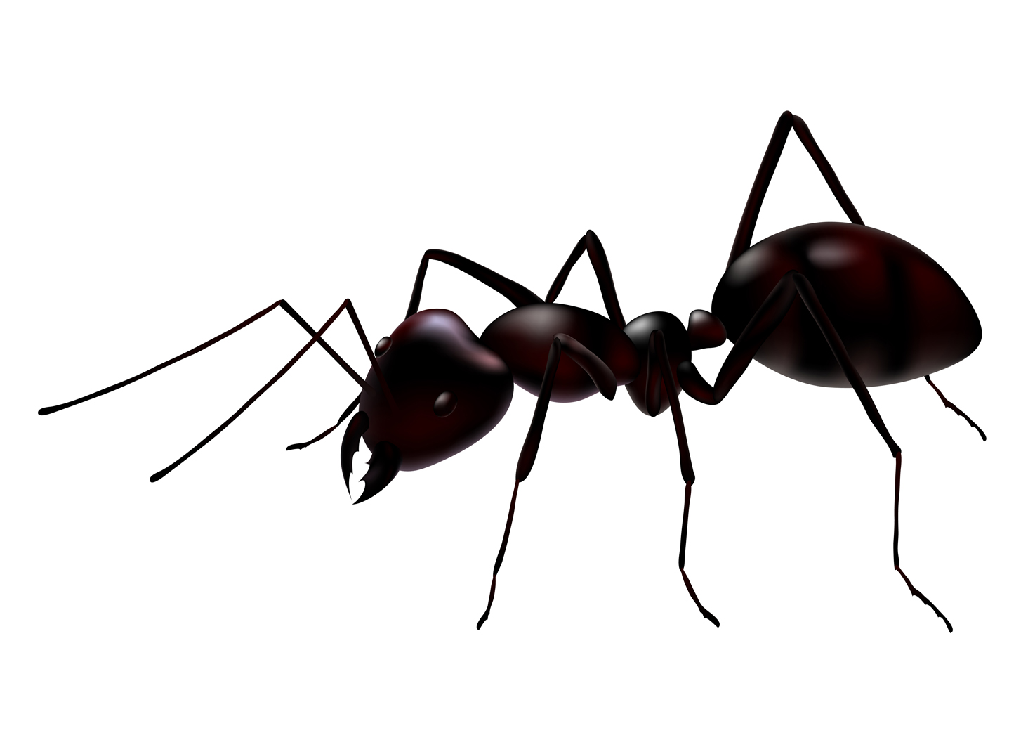 Ants-3.jpg