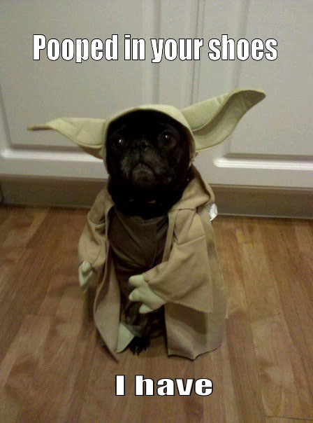 funny-cute-Yoda-dog-Halloween-costume.jpg