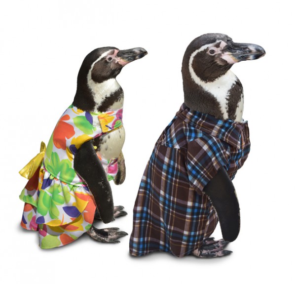 penguincouple-600x575.jpg