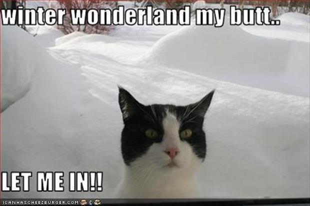 funny-cat-hates-snow.jpg