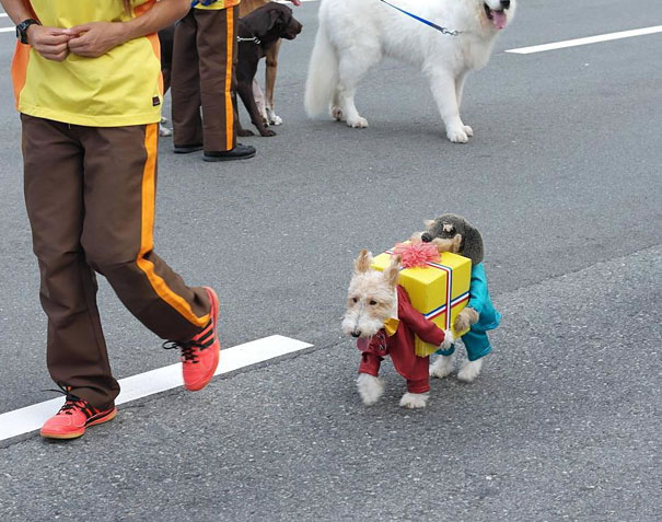 halloween-costumes-for-pets-15.jpg