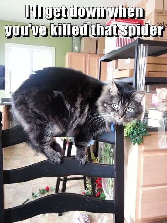 funny-pictures-scared-of-spider-cat.jpg