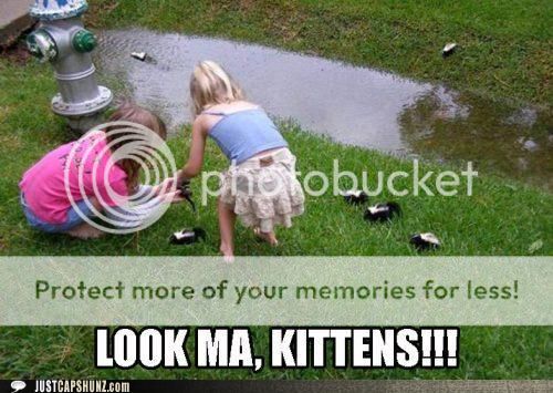 funny-captions-those-are-some-smelly-cats.jpg~original