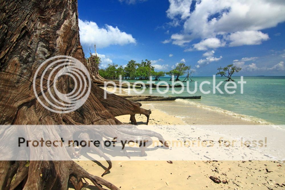 Andaman_Long_Island_Uprooted_trees_zps8e041e39.jpg