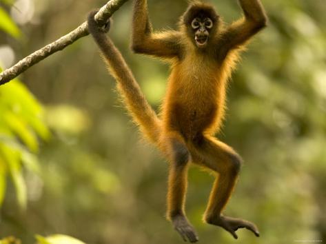 roy-toft-spider-monkey-ateles-geoffroyi-hangs-in-tree-with-mouth-wide-open.jpg