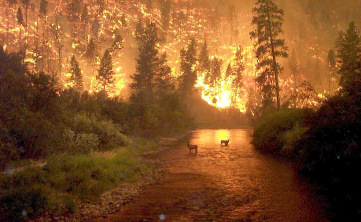 bitterroot_national_forest_fire.jpg