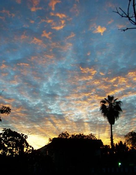 palm-tree-sunset-with-rays.jpg