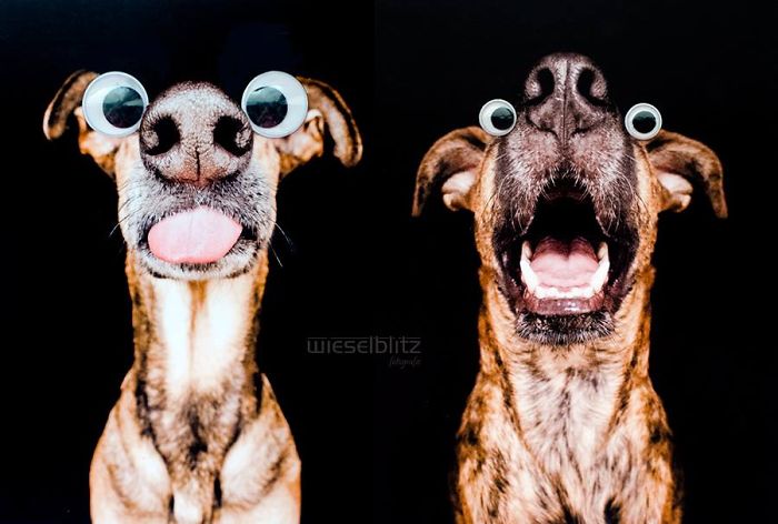 expressive-dog-portraits-elke-vogelsang-10.jpg