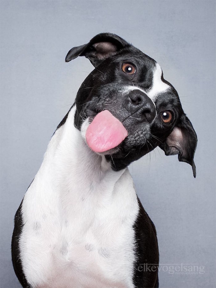 expressive-dog-portraits-elke-vogelsang-2.jpg