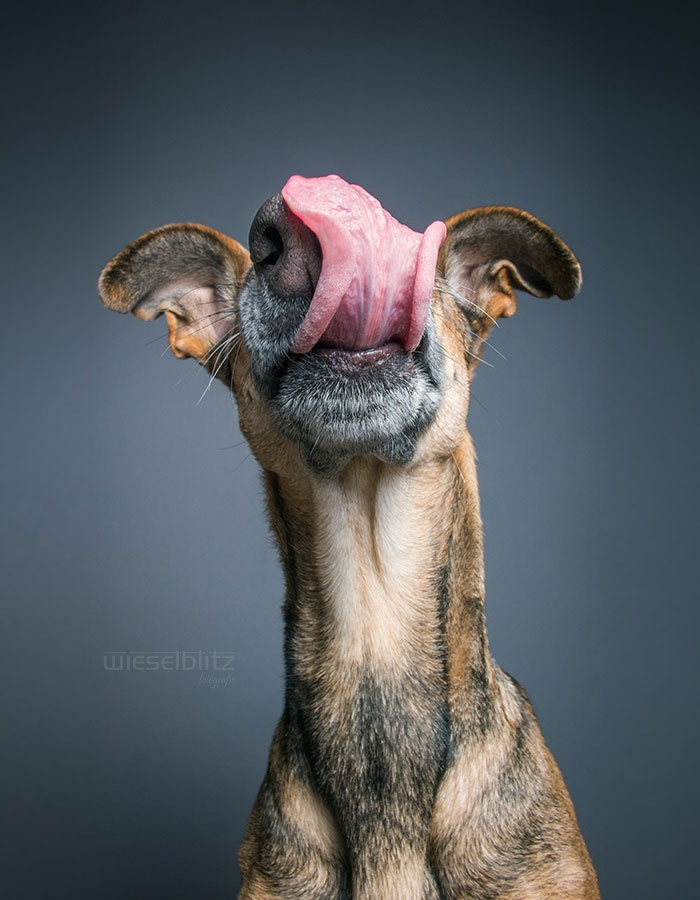 expressive-dog-portraits-elke-vogelsang-4.jpg