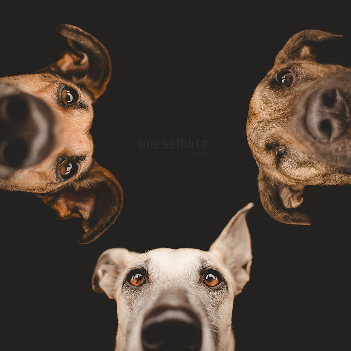 expressive-dog-portraits-elke-vogelsang-7.jpg