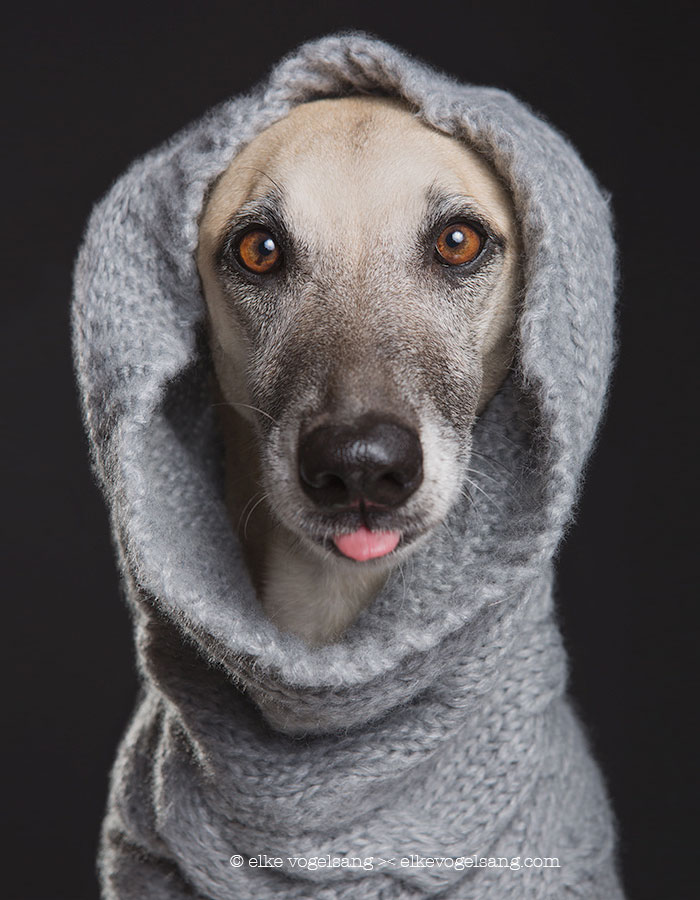 expressive-dog-portraits-elke-vogelsang-8.jpg