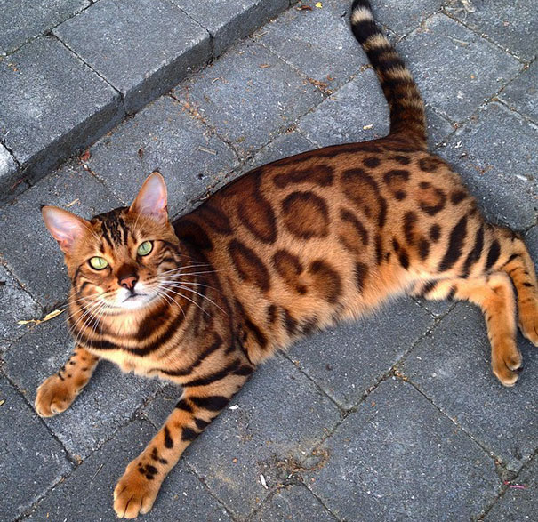 bengal-cat-spots-fur-thor-15.jpg