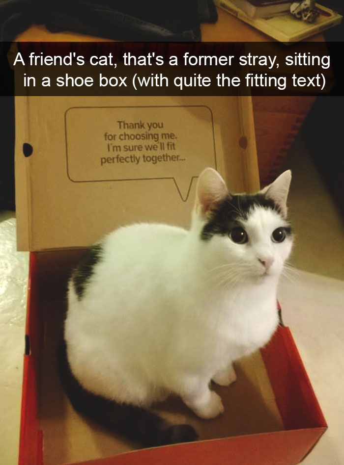 hilarious-cat-snapchats-101-594913112e159__700.jpg