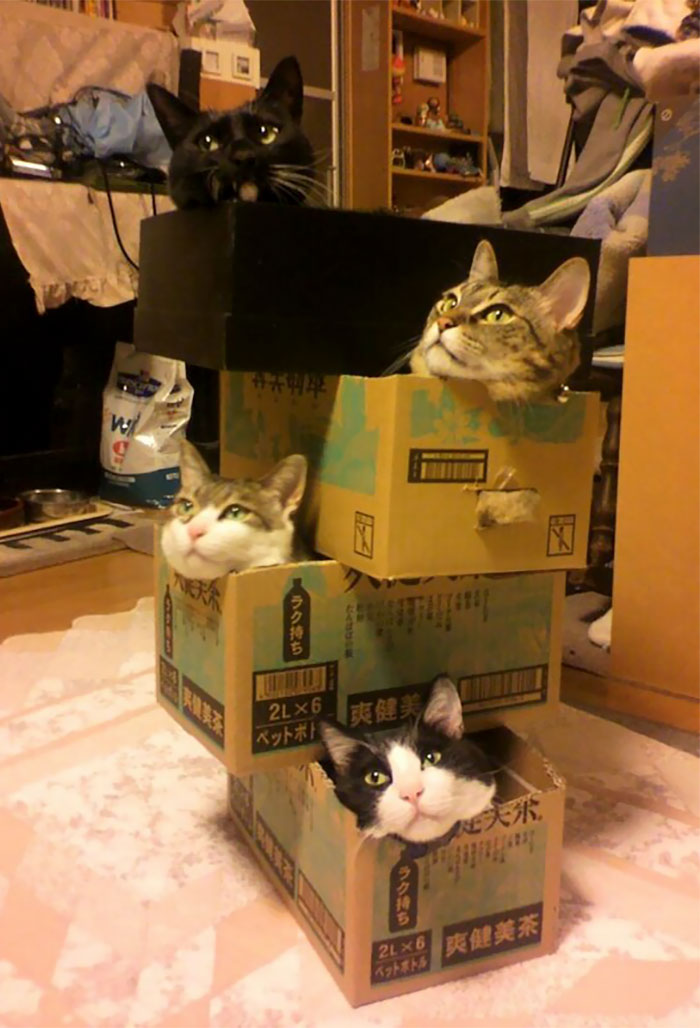 if-it-fits-i-sits-post-your-photos-of-cats-fitting-into-tightest-spaces-100-597b2bba1f4d7__700.jpg