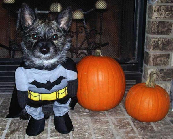 Batman-Dog-Halloween-Pet-Costume.jpg