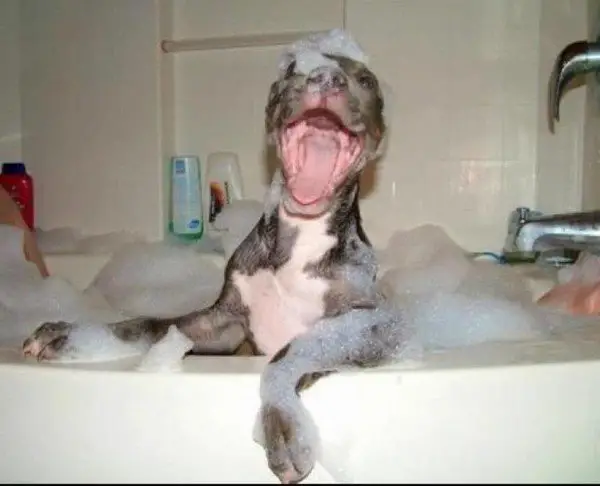 animals-that-enjoy-bath-time-16-pictures-8.jpeg
