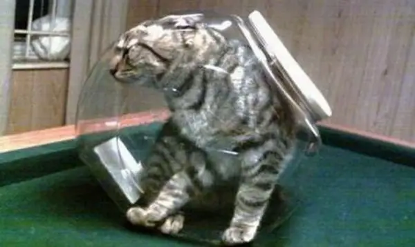curiosity-killed-the-cat-19-funny-animals-hopelessly-stuck-4.jpg