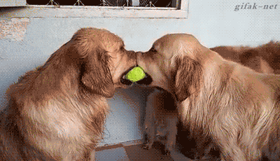 try-not-to-laugh-hard-at-these-dogs-that-are-so-bad-at-fetching-15-gifs-10.gif