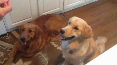 try-not-to-laugh-hard-at-these-dogs-that-are-so-bad-at-fetching-15-gifs-11.gif