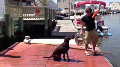 try-not-to-laugh-hard-at-these-dogs-that-are-so-bad-at-fetching-15-gifs-12.gif