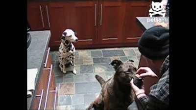 try-not-to-laugh-hard-at-these-dogs-that-are-so-bad-at-fetching-15-gifs-4.gif