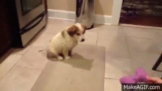 try-not-to-laugh-hard-at-these-dogs-that-are-so-bad-at-fetching-15-gifs-7.gif