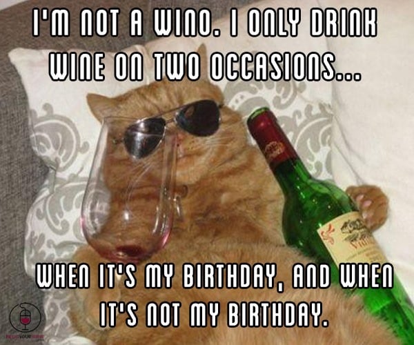 wine-cat-funny-meme.jpg