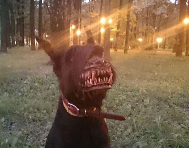 scary-dog-muzzle-werewolf-zveryatam-russia-thumb640.jpg