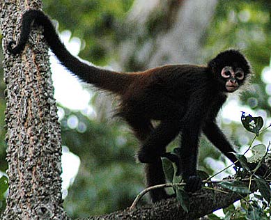 long-young-spider-monkey.jpg