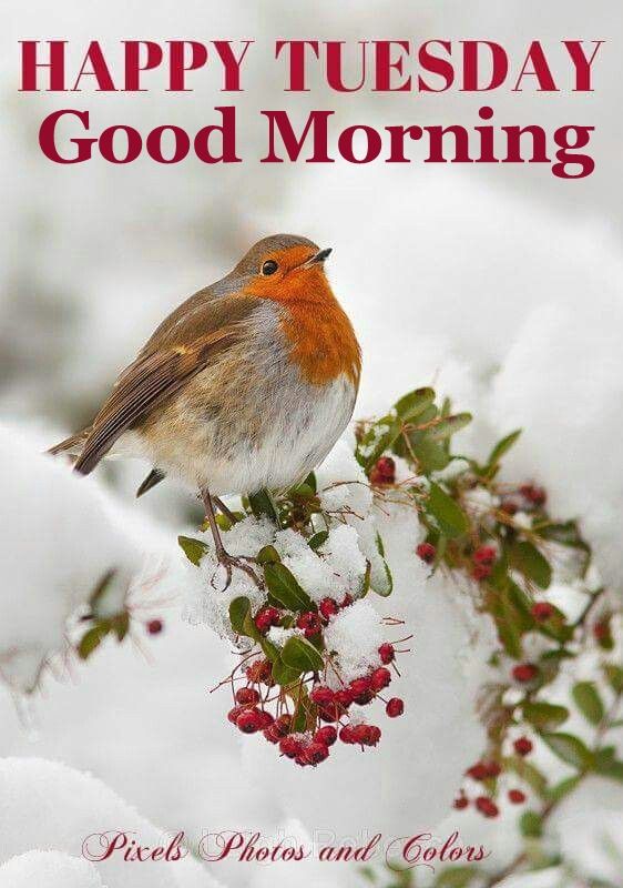235704-Happy-Tuesday-Good-Morning-Winter-Quote.jpg