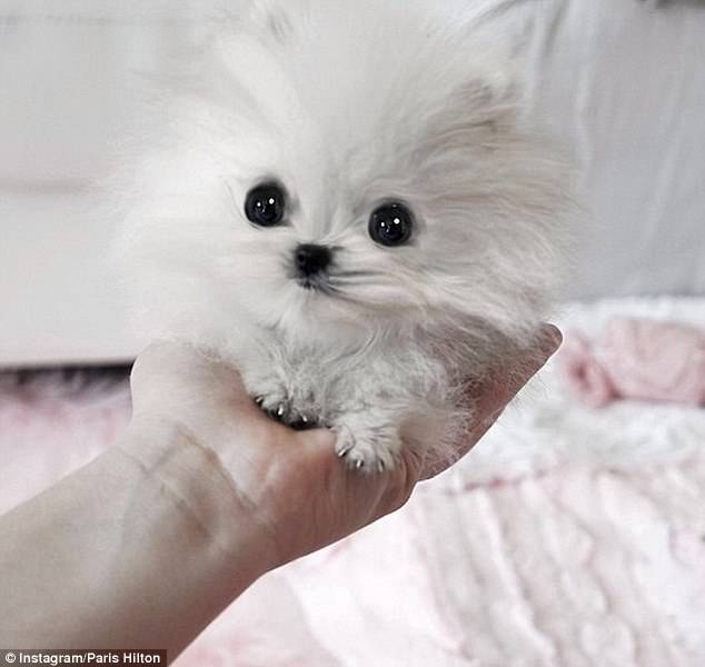 tiny_cute_puppies_1.jpg