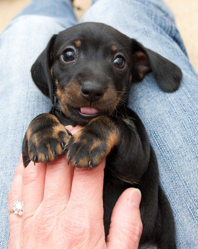 tiny_cute_puppies_10.jpg