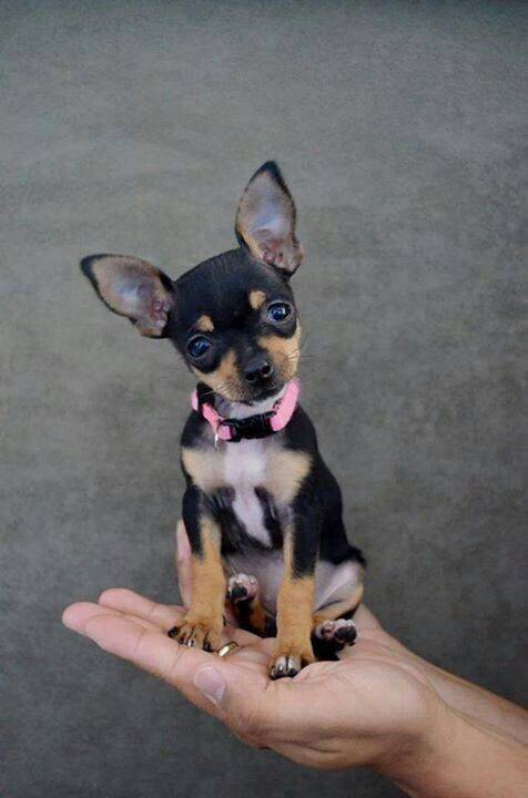 tiny_cute_puppies_2.jpg