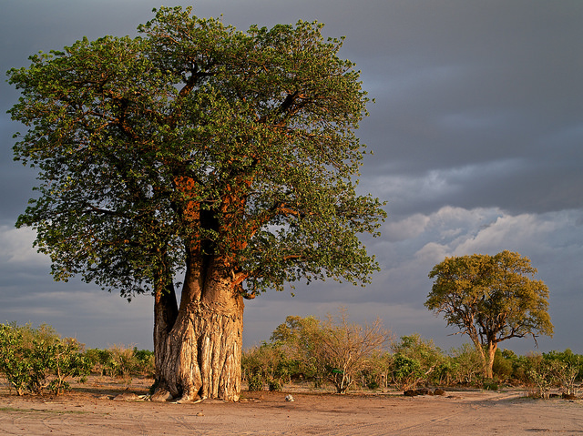 baobab-trees.jpg