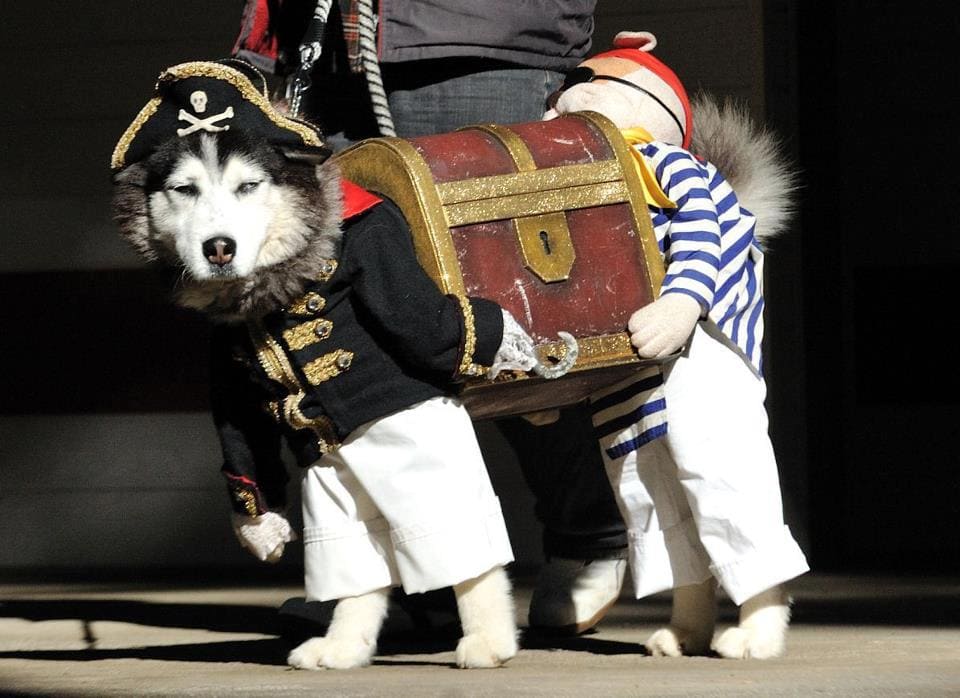 pirate-dog.jpg