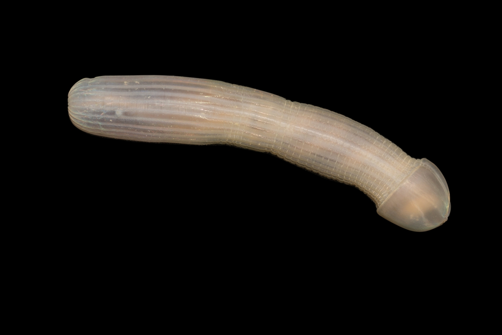 peanut-worm.jpg