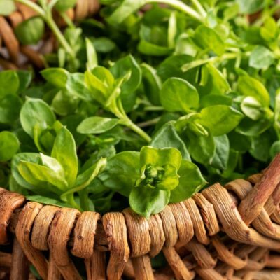 5 Edible Wild Greens: Free Foraged Food for Your Table