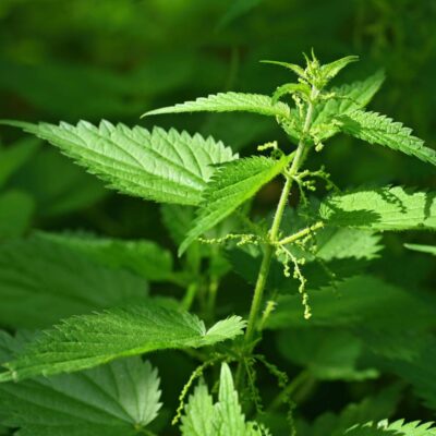 Herb Queen of the Spring: Stinging Nettle Benefits