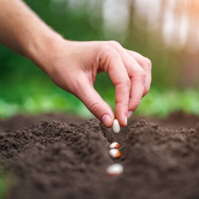 Direct Sowing vs Transplanting Pros and Cons