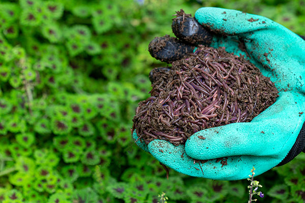 Arizona passes Grandpa in the Garden bill to allow farm composting of DEAD HUMANS into the food supply via biosludge applications  